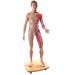 Figura completa doble sexo, 39 piezas 