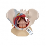 Producto recomendado - pelvis-femenino