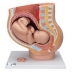 Pelvis de embarazo (3 piezas)