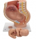 Pelvis de embarazo (3 piezas)
