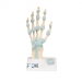Modelo del esqueleto de la mano con ligamentos y túnel carpiano
