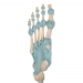 Modelo del esqueleto del pie con ligamentos