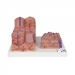 Hígado 3B MICROanatomy