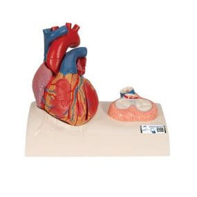 Modelo de corazón 5 piezas con base