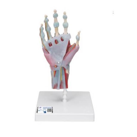 Modelo del esqueleto de la mano con ligamentos y túnel carpiano, 3BS-M33