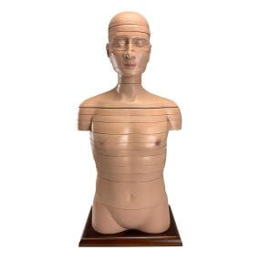 Modelo de enseñanza de corte horizontal medico, modelo anatomico de torso humano 24 capas