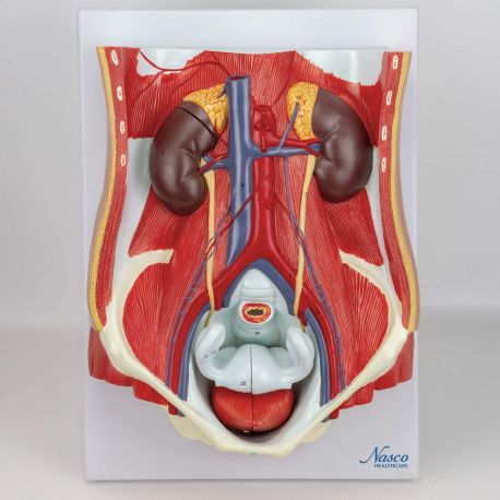 Modelo del sistema urinario, doble sexo, 6 partes, NAS-MG31345