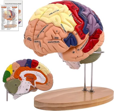 Modelo de cerebro humano en 4 piezas, A3-CERA653