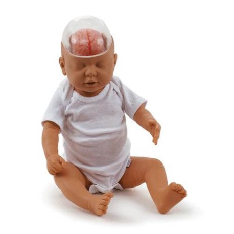 Modelo de bebé zarandeado con cabeza traslúcida para demostración de lesiones W43117, 3BS-W43117