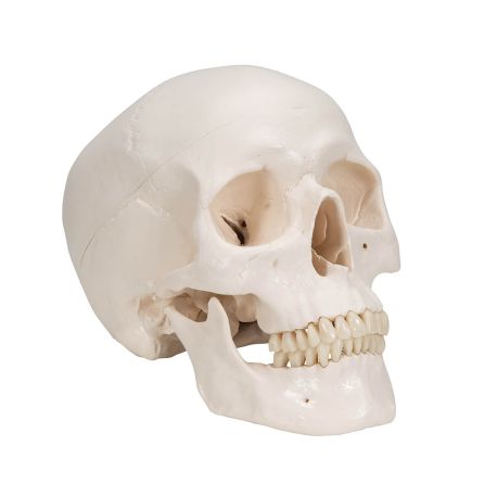 Cráneo Clásico con Cerebro, 8 Partes, 3BS-A20/9