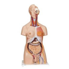 Torso de lujo de doble sexo, 24 partes