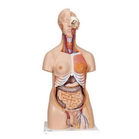 Torso de lujo de doble sexo, 24 partes, 3BS-B30