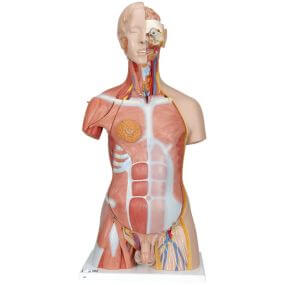 Torso de lujo con músculos, 31 partes