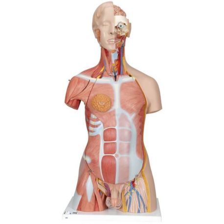 Torso de lujo con músculos, 31 partes, 3BS-B40