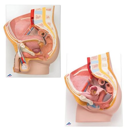Anatomía grupos pelvis masculina y femenina, 3BS-8000837