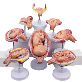 Modelo del proceso de desarrollo fetal en silicón de alto realismo