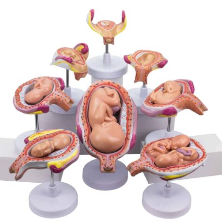 Modelo del proceso de desarrollo fetal en silicón de alto realismo, NAS-MG31154